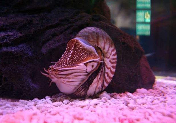 Những loài động vật cổ xưa nhất Trái Đất hiện đang tồn tại: Có loài tồn tại trước cả khủng long