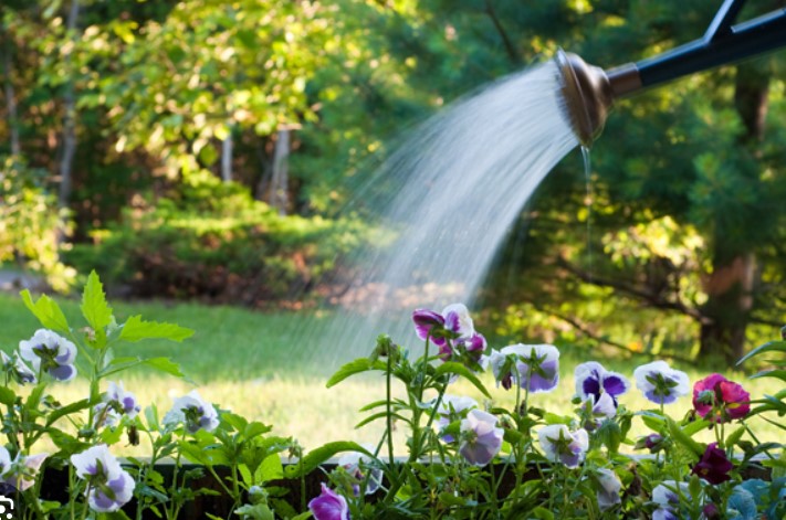 Tưới hoa vào buổi sáng hay buổi tối để cây xanh tốt, hoa nở rộ quanh năm?