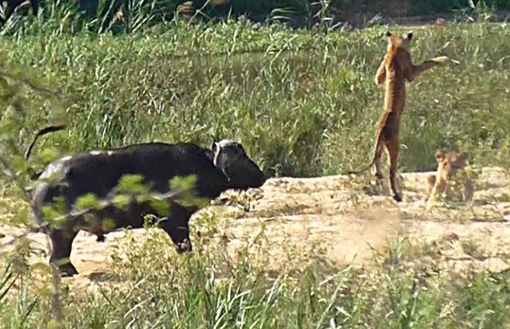 CLIP: Trâu rừng húc bay sư tử vì lý do khó tin