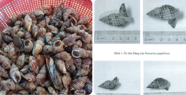 Những loại ốc không nên ăn