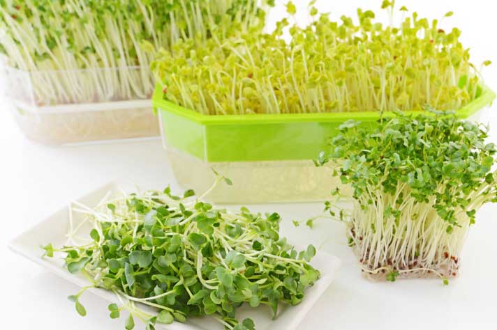 Cách trồng rau cải mầm đơn giản ngay tại nhà