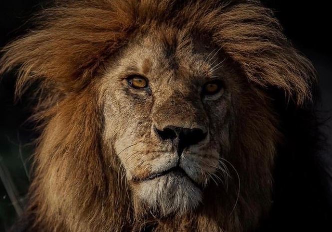 CLIP: Vinh quang một đời, "Vua" sư tử vùng Serengeti bất ngờ bị hạ sát trong cuộc chiến tranh giành quyền lực