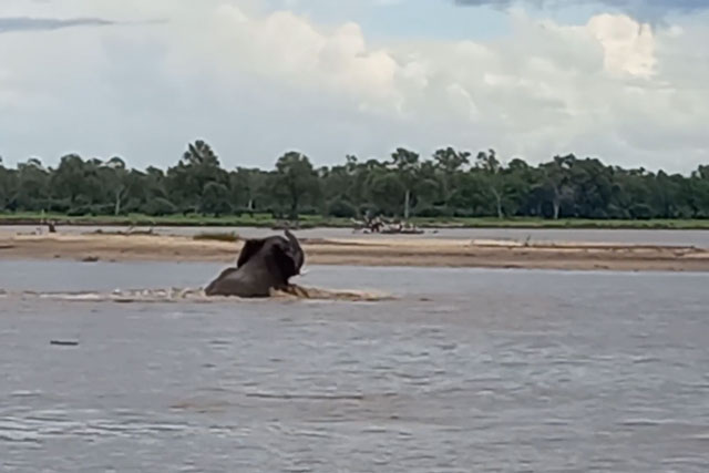Clip: Cá sấu đói quá hóa liều, tấn công cả voi rừng châu Phi