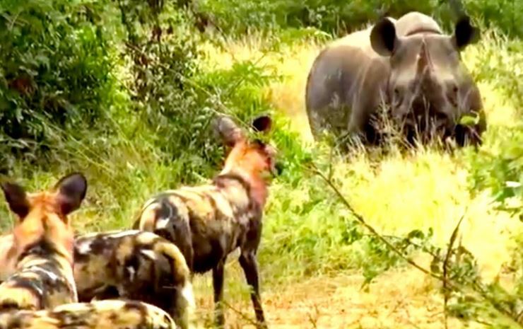 CLIP: Loài động vật có tỷ lệ săn mồi cao nhất châu Phi bị tê giác đen lùa "như vịt"