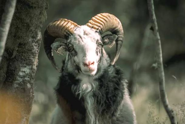 Hết cô hồn là hết khổ: 4 tuổi rũ sạch vận đen, cầu tài đắc tài, cầu lộc đắc lộc