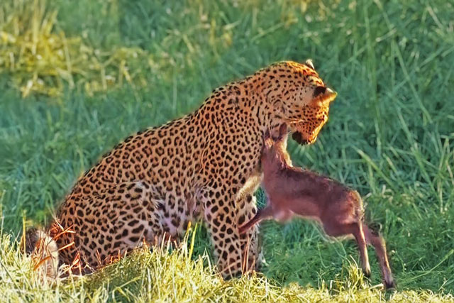 CLIP: Báo hoa mai làm hành động khó tin trước khi ra tay đoạt mạng con mồi