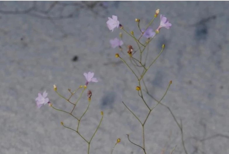 Cây Philcoxia minensis. Ảnh: Alchetron.com.