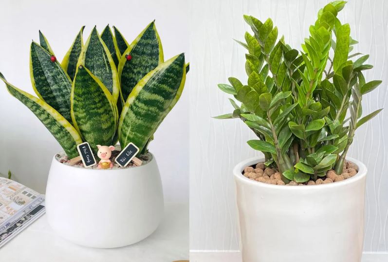 Thầy phong thuỷ dặn kỹ: 5 cây cảnh hiếm khi nở hoa, hễ nở là mang đến “điềm tài lộc” cho gia chủ