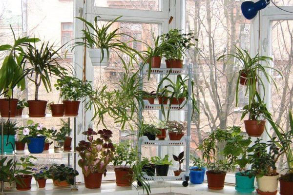 Bí quyết chăm sóc cây xanh trên cửa sổ cực dễ, giúp cây xanh tốt, hút tài lộc