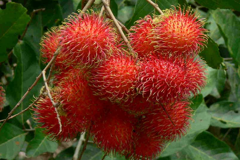 Lợi ích của quả chôm chôm và lưu ý khi ăn