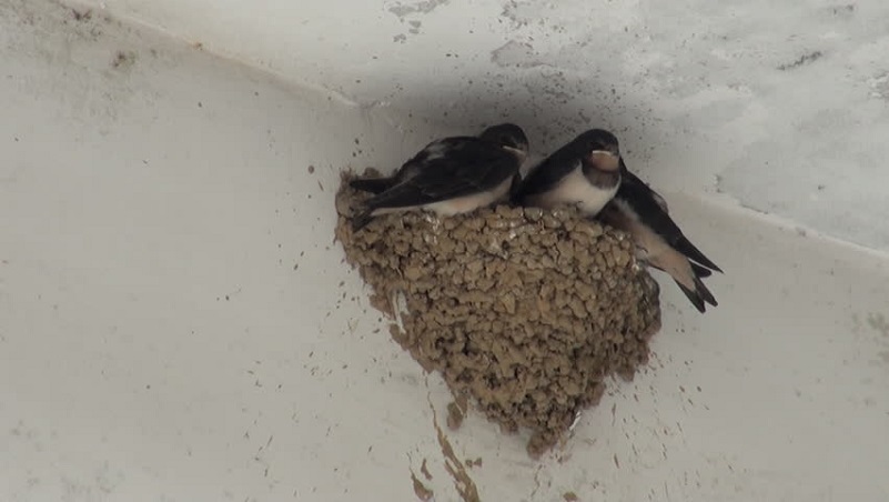 Nếu có 3 con vật này bay vào nhà đừng vội xua đuổi chúng, bởi đó là "thiên sứ" mang tài lộc đến ào ào