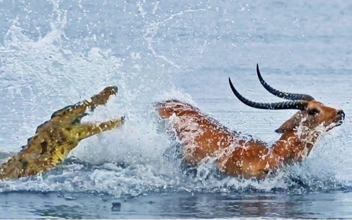 CLIP: ‘Cuộc đua sinh tử’ đầy kịch tính của linh dương trước hàm cá sấu