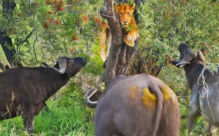 CLIP: Đến vua sư tử cũng phải "run rẩy" trước cơn thịnh nộ của đàn trâu rừng