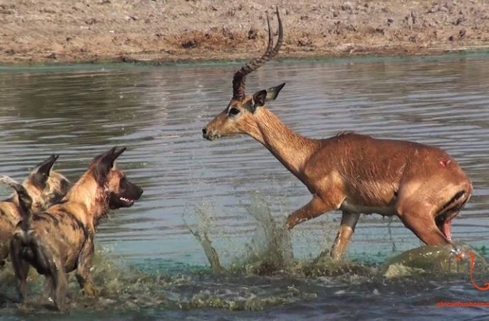 CLIP: Sinh ra là đã là con mồi, chạy đi đâu cũng không thể thoát khỏi số phận