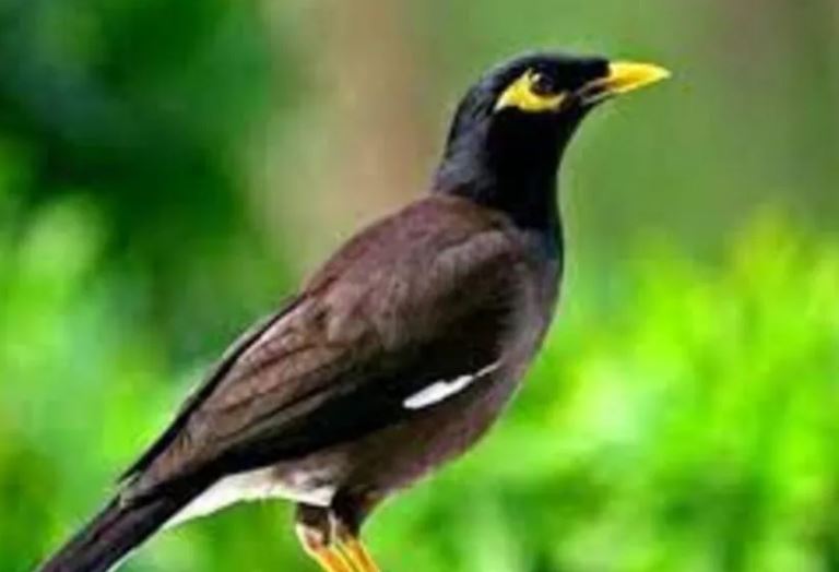 3 loài chim vào nhà, sắp có chuyện vui “gõ cửa”, đừng đuổi chúng đi mà mất hết lộc