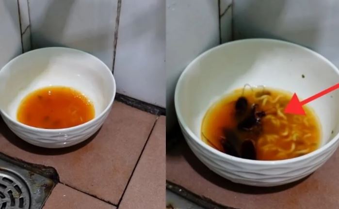 Trộn nước mì tôm thừa với thứ này rồi đặt ở góc nhà, diệt sạch cả đàn gián: Ai không biết thật phí