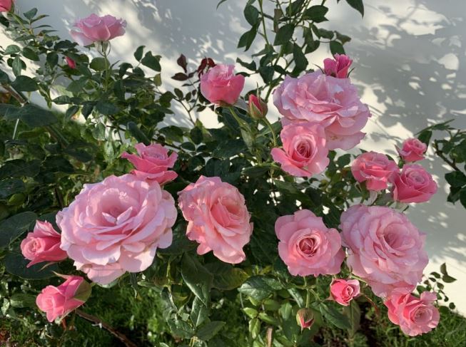 Hoa hồng ‘mê’ nhất loại nước này: Mỗi tuần cho cây ‘uống’ 2 lần, hoa vừa to vừa nhiều, nở quanh năm