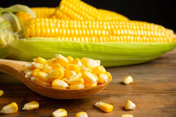 Mỗi ngày ăn 1 cái bắp ngô vào thời điểm này, cơ thể đón nhận vô số lợi ích mà ít ai ngờ tới