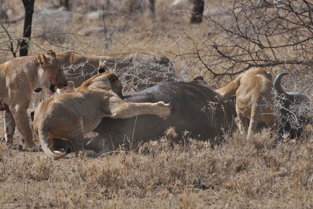 CLIP: Bầy sư tử phối hợp ăn ý, dễ dàng hạ sát trâu rừng nặng 700kg
