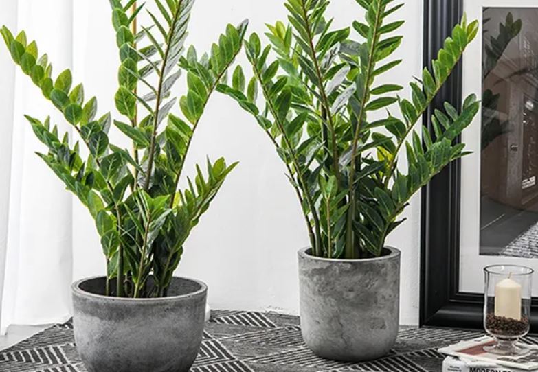 2 kiểu người này dừng dại trồng cây kim tiền: Lộc đâu không thấy, chỉ lắm tai ương hao tài