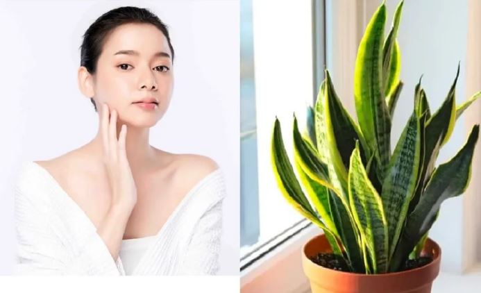 Trồng lưỡi hổ trong nhà giải quyết nhiều vấn đề của làn da nhất là da bị mụn, cây này lại rất dễ trồng