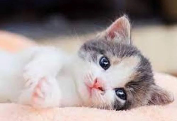 Trời thương người tài đức: 3 con giáp có thể rũ bùn đứng dậy, gặp vận may phất lên trông thấy trong 99 ngày tới