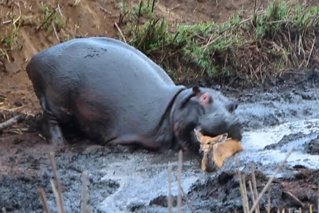 CLIP: Hà mã từ ‘anh hùng’ hóa ‘kẻ sát nhân’ trong chớp mắt