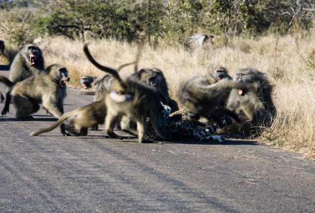 CLIP: Báo hoa mai trả giá đắt cho việc đối đầu 50 khỉ đầu chó
