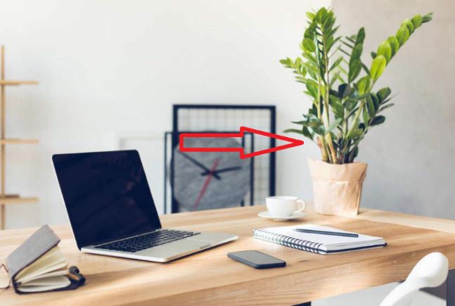 4 vị trí đặt cây phong thủy đúng cung Tài lộc có thể giúp gia chủ “phất lên” trông thấy