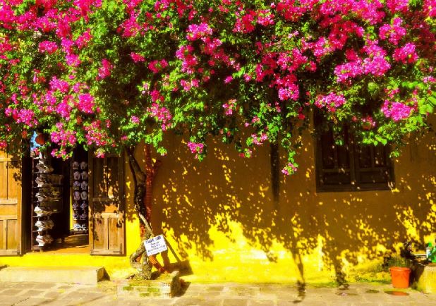 6 loại cây ưa nắng, nóng đến mấy vẫn nở hoa đầy ban công