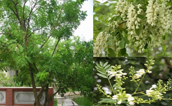 Thầy phong thủy nói: 3 loài cây kéo tiền- kéo lộc- kéo vận may về cho gia chủ, nhà giàu rất thích trồng