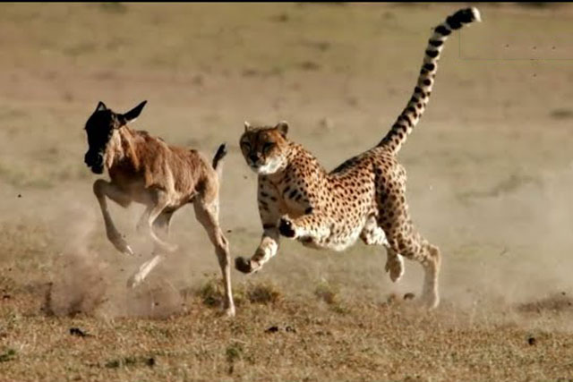 CLIP: Cuộc đua ‘sinh tử’ của báo săn và linh dương đầu bò con