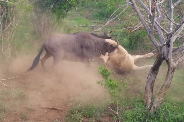 Linh dương đầu bò cố gắng trốn thoát khỏi nanh vuốt của sư tử.