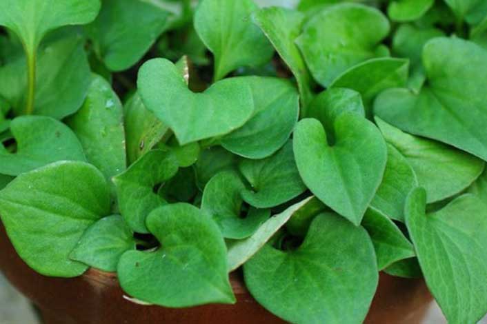 Những công dụng thần kỳ của rau diếp cá