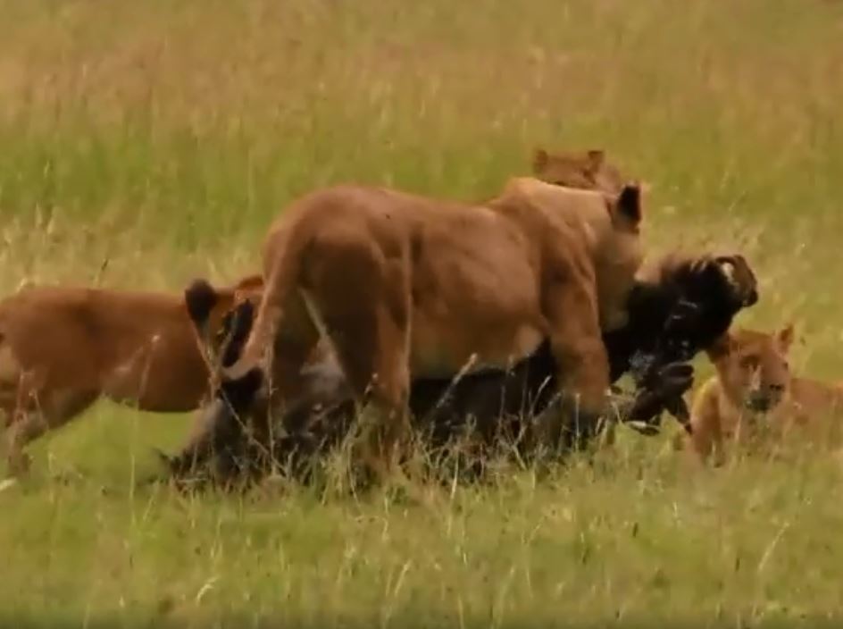 CLIP: Mải mê ngủ trưa, linh dương đầu bò trở thành bữa ăn ngon cho sư tử