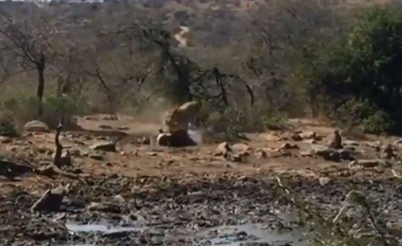 CLIP: Sư tử tấn công chớp nhoáng, dễ dàng hạ sát linh dương Waterbuck