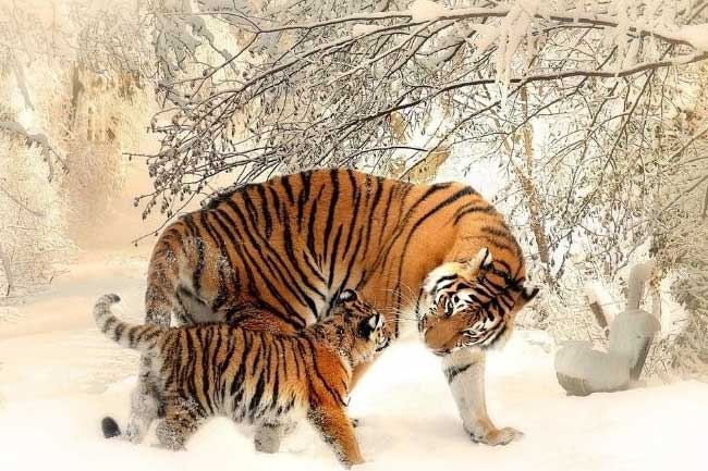 4 con giáp tuổi trẻ long đong lận đận, càng già càng giàu hiếm ai bì nổi