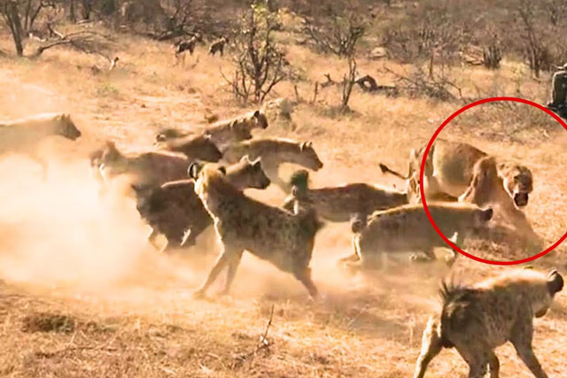 CLIP: Sư tử đực ra tay khiến đàn linh cẩu ‘sợ mất mật’