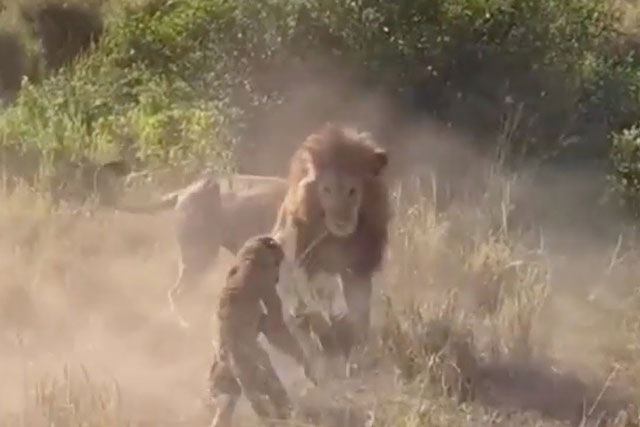 CLIP: Báo hoa mai tử nạn sau cuộc ác chiến với bầy sư tử
