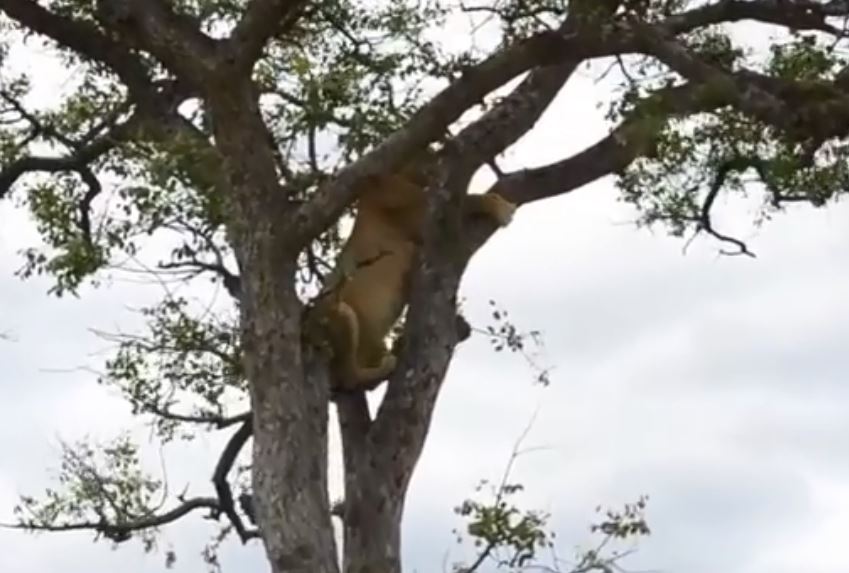 CLIP: Bị linh cẩu truy sát, sư tử làm ra hành động cực kỳ khó tin