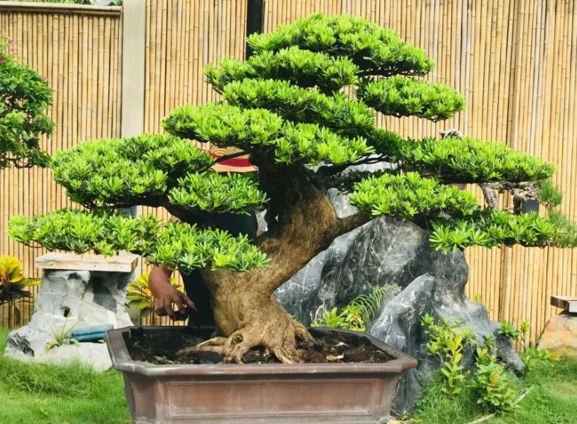 5 c&#xE2;y tr&#x1ED3;ng tr&#x1B0;&#x1EDB;c c&#x1EED;a ph&#xFA; qu&#xFD; c&#xF3; th&#x1EC3; kh&#xF4;ng ng&#x1EEB;ng ch&#x1EA3;y v&#xE0;o nh&#xE0;