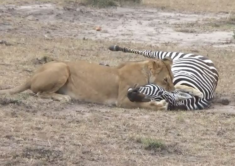 CLIP: Sư tử ‘đơn thương độc mã’ hạ sát ngựa vằn