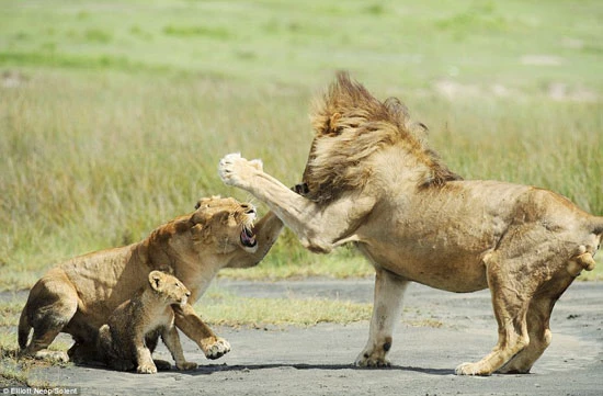 Sư tử đực đã có những hành động không thể coi là thân thiện đối với đàn con non của đối thủ.