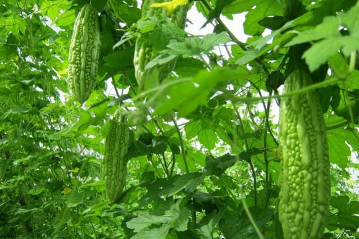 9 loại thực phẩm có vị đắng cực tốt cho sức khỏe