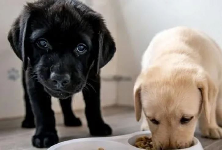 Tổ Tiên dạy: ‘Đừng nuôi quá 2 con chó trong nhà’, nuôi 2 con chó trong nhà thì sao?