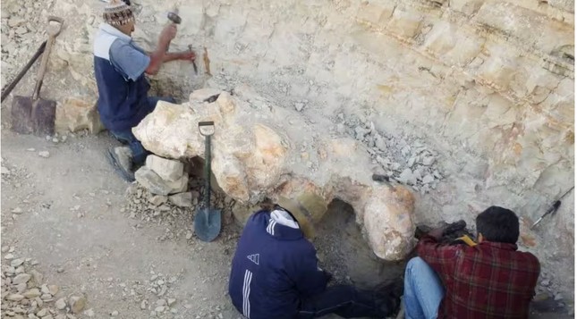 Phát hiện loài động vật lớn nhất mọi thời đại tại sa mạc Peru