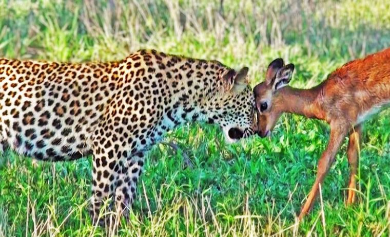 CLIP: 'Chú bé' báo hoa mai hài hước cứ ngỡ con mồi là bạn chơi cùng