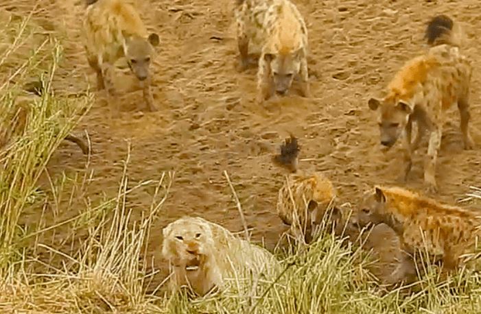 CLIP: Bắt học đắt giá cho chủng tộc dám cả gan bắt nạt 'nhà vua'