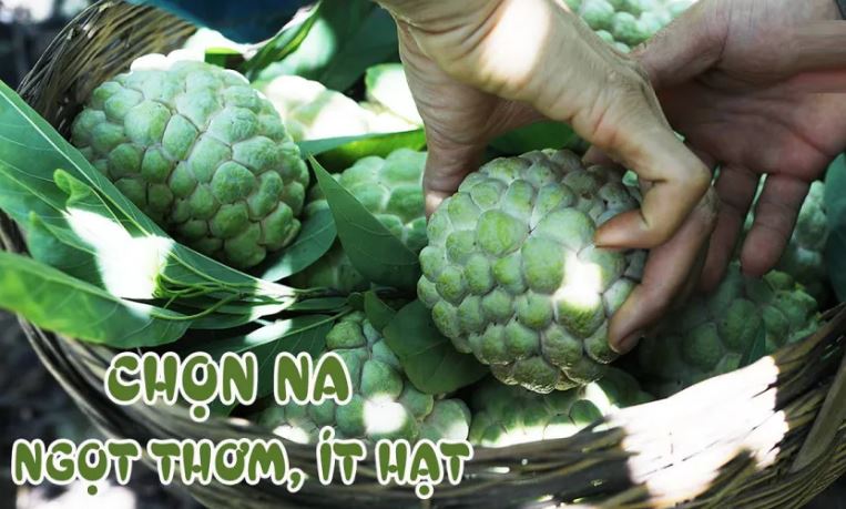 Đi chợ mua na cứ nhắm vào điểm này, na ngon ngọt, ít hạt dày cùi, 10 quả như 10