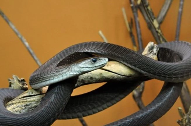 Rắn Mamba Đen (Dendroaspis polylepis): Là loài rắn nguy hiểm nhất châu Phi, rắn mamba đen có thể giết chết người trưởng thành chỉ với 2 giọt nọc độc. Nọc độc của loài này gây tê liệt và ngừng tim, dẫn đến cái chết nhanh chóng.